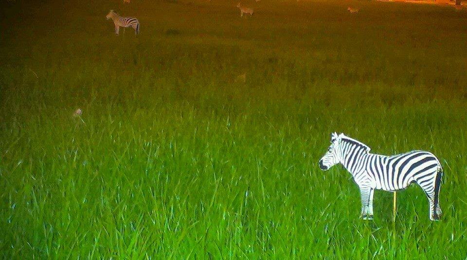 zebre in balcescu