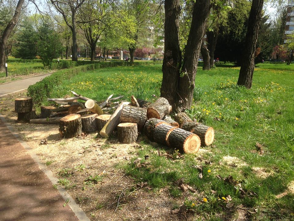 Garda de Mediu verifică dacă un arbore a fost tăiat legal de reprezentanții Primăriei Timișoara