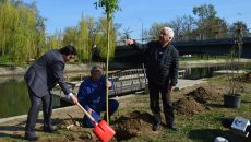 Nicolae Robu plantând arbori pe malul Begăi
