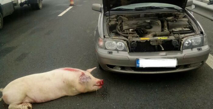 accident porc